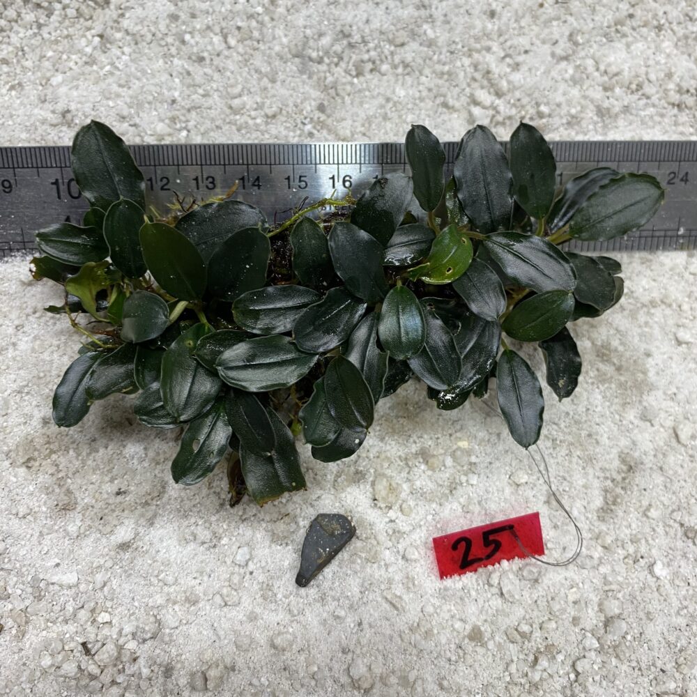 Dark Venus 25