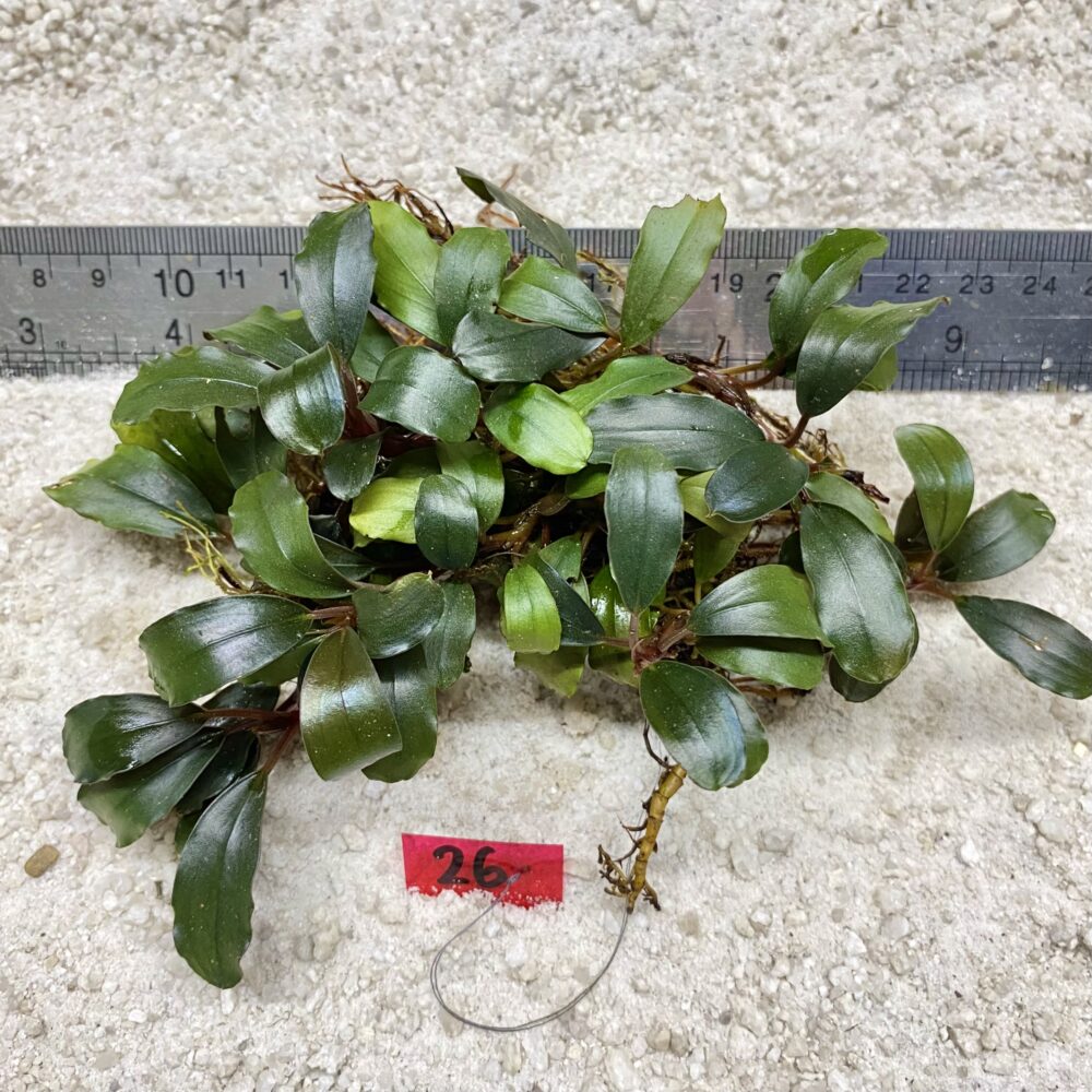 Green Wavy 26