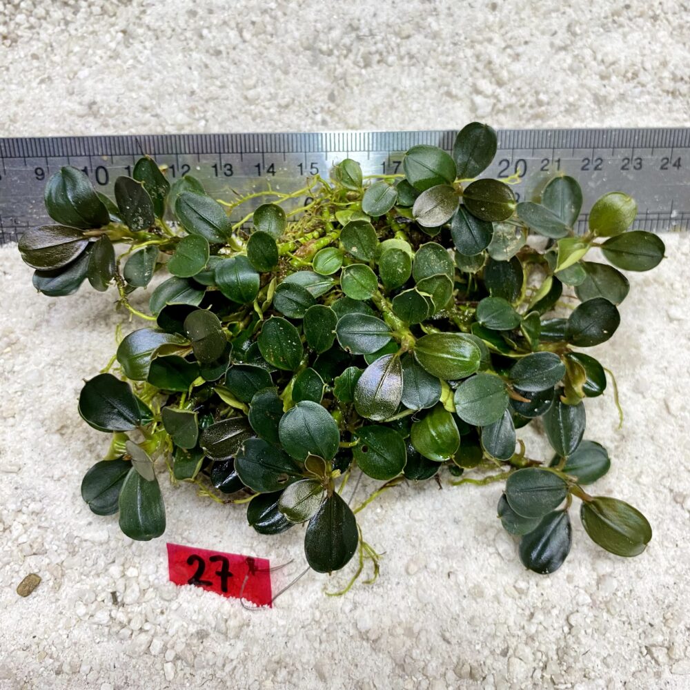 Apple Leaf 27