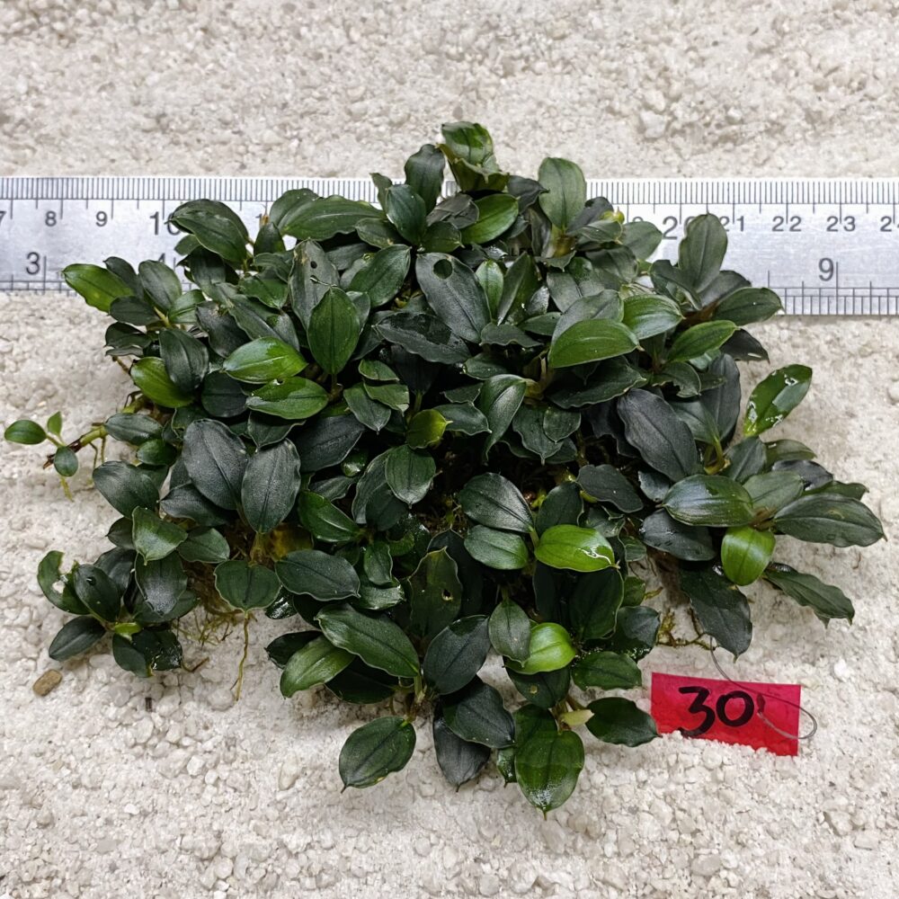 Green Venus Star 30