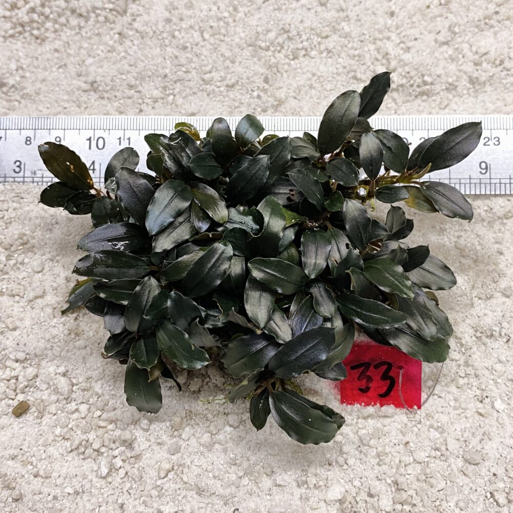 Lamandau Star 33