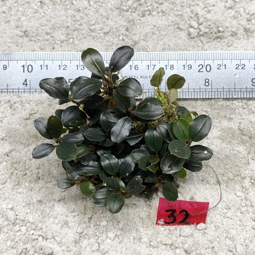 Green Venus 32