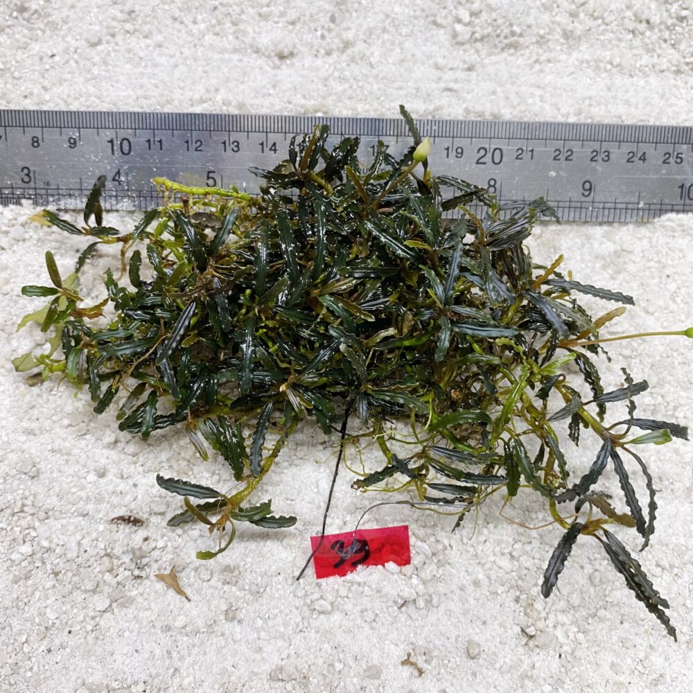 Mini Belindae 39