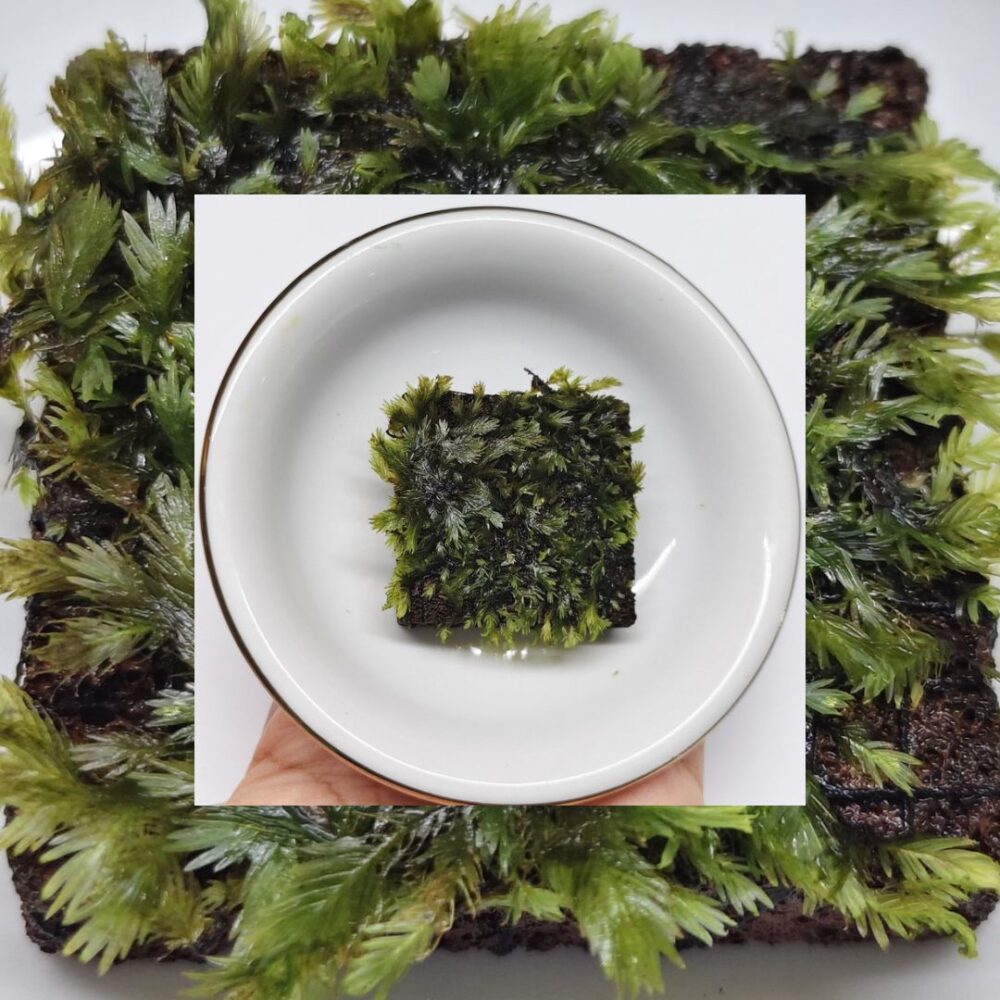 Moss Fissiden Miroshaki