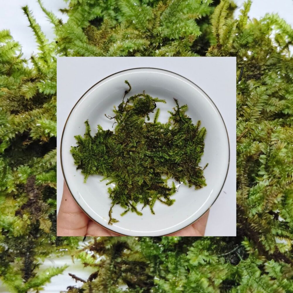 Close-up of Pillo Moss cushion texture