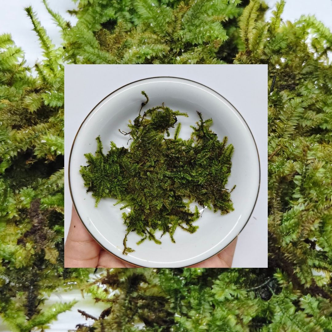 Close-up of Pillo Moss cushion texture