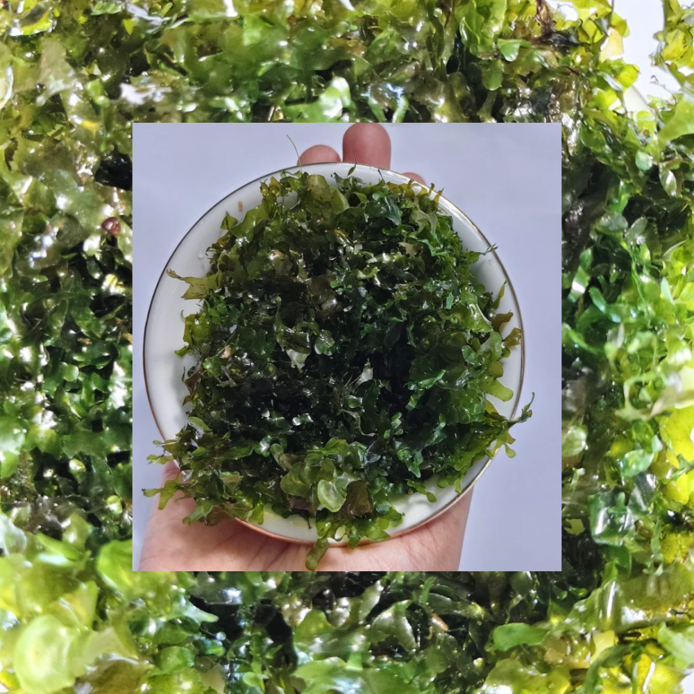 Moss Velia Timika