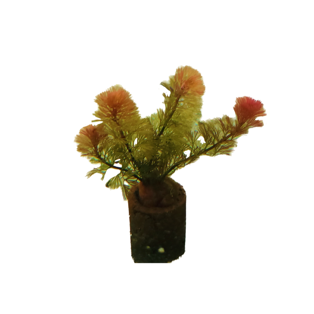 Stemplants