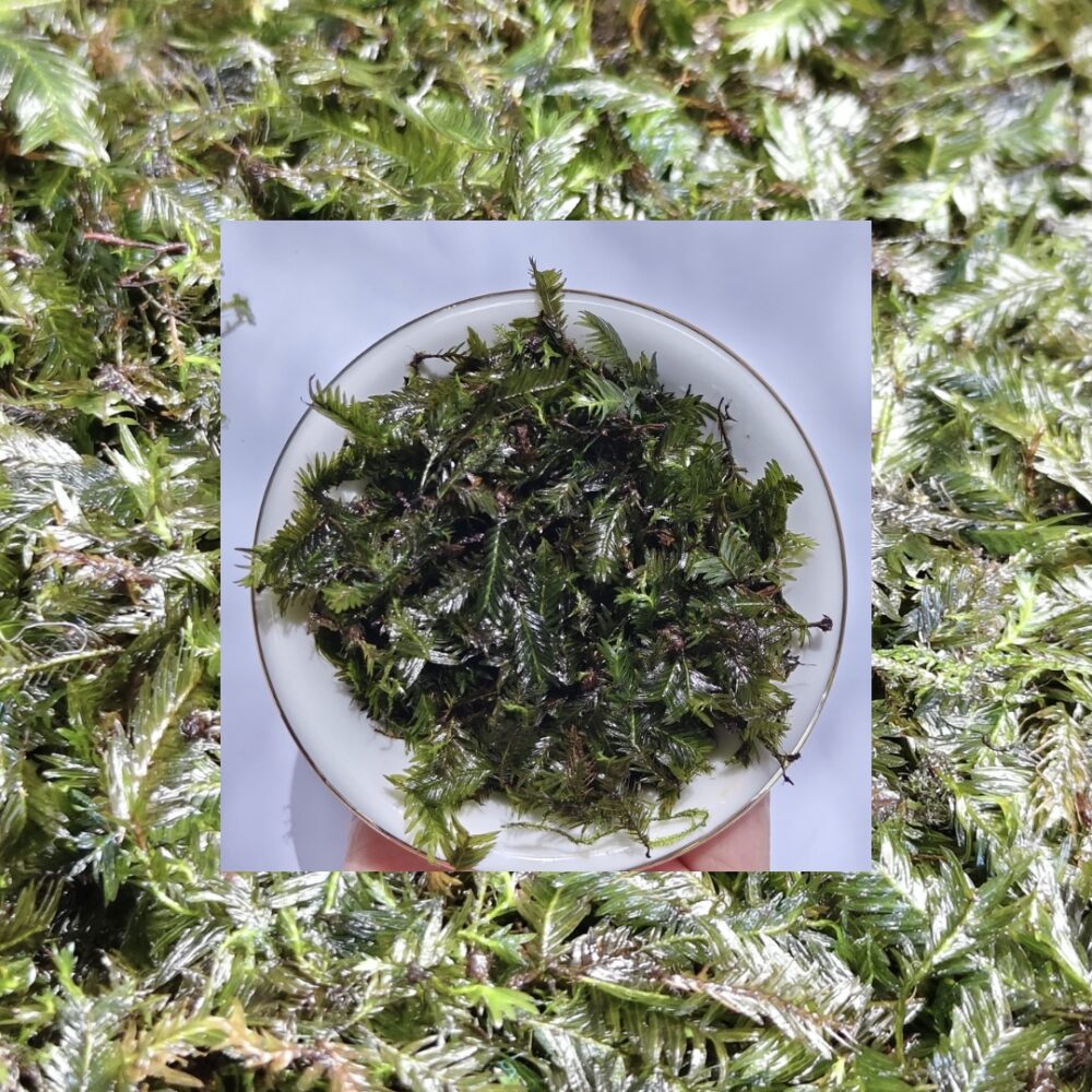 Moss Fissiden Nobilis