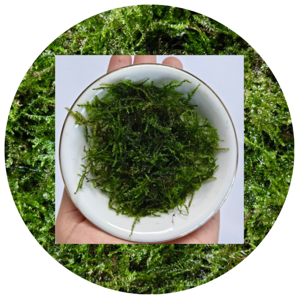 Aquatic Mosses