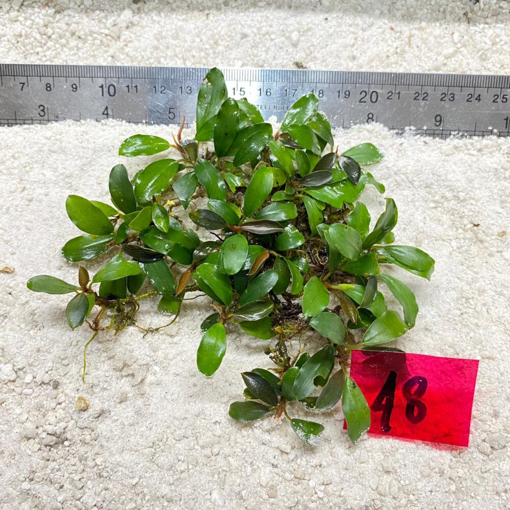 Bucephalandra Brown Venus