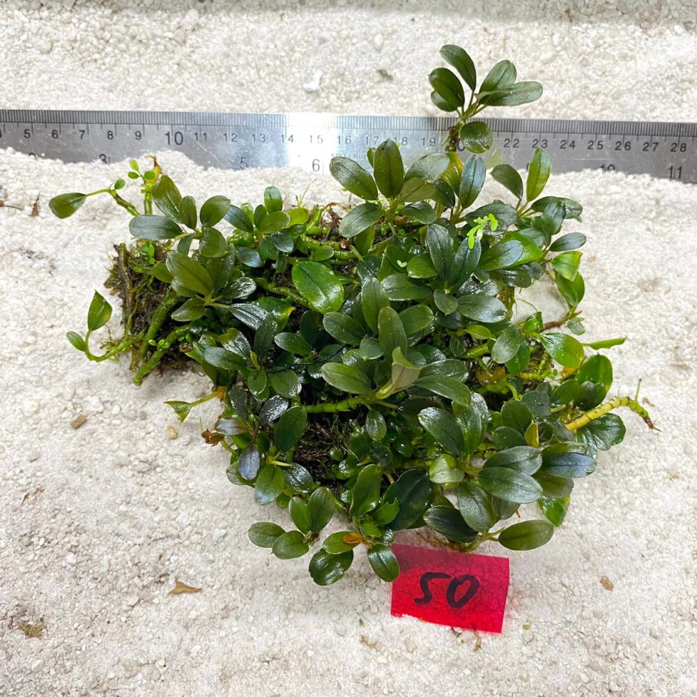 Bucephalandra Azzura Lime