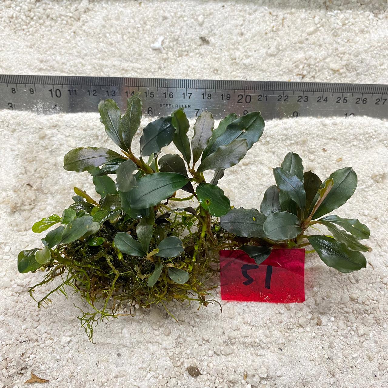 Bucephalandra Lamandau Brownie