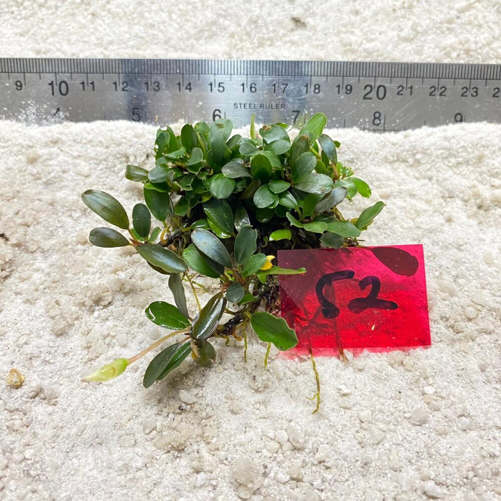 Bucephalandra Azzura Lime