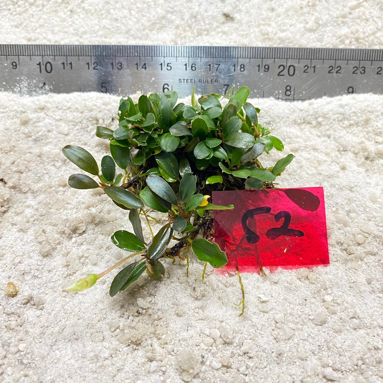 Bucephalandra Azzura Lime