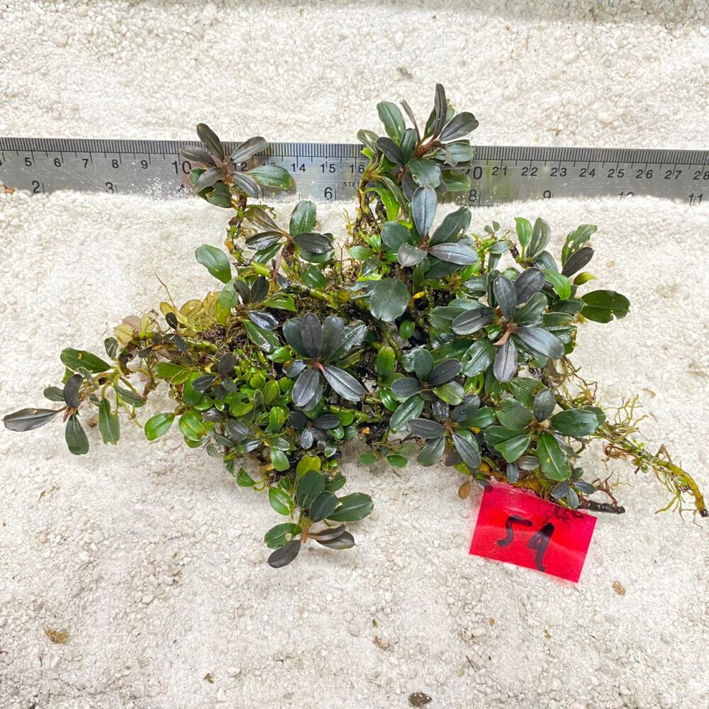 Bucephalandra Brownie Mauve