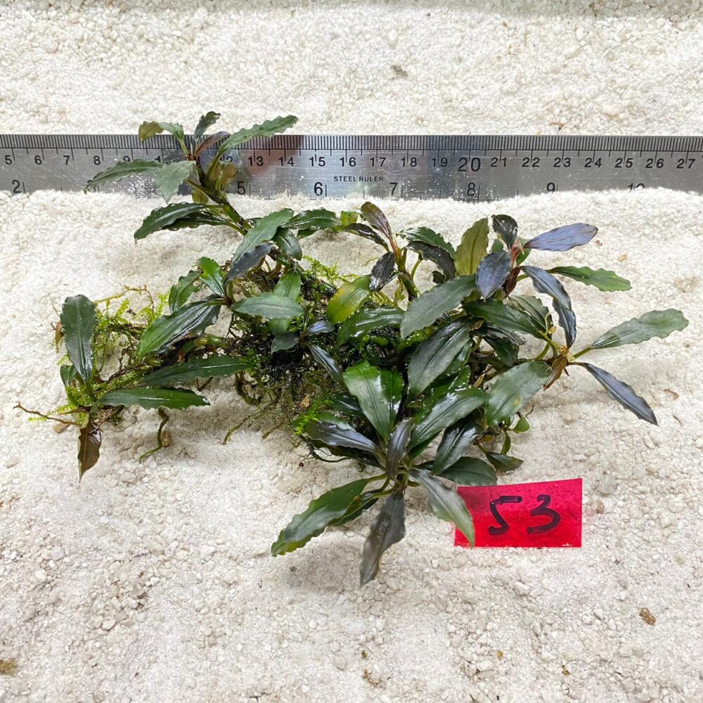 Bucephalandra Amanda Violet