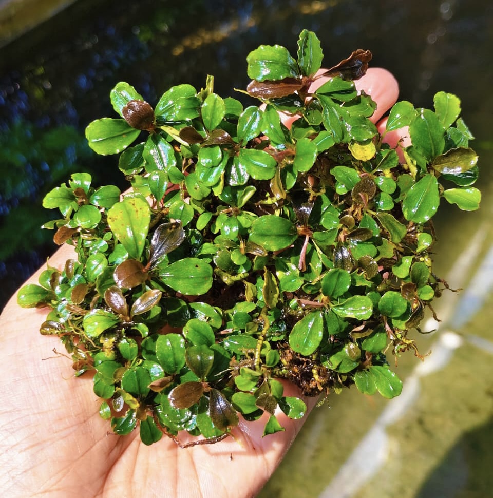 Bucephalandra Brownie Amanda