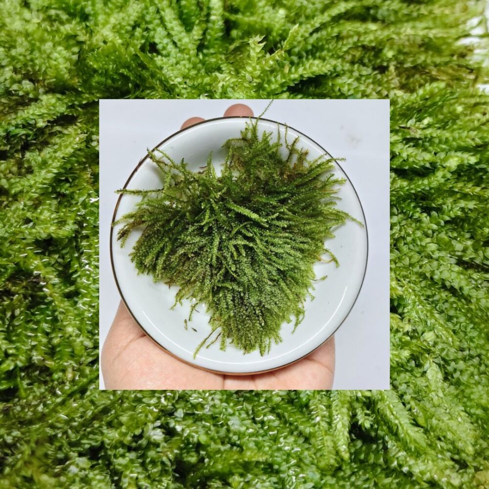 Java Moss