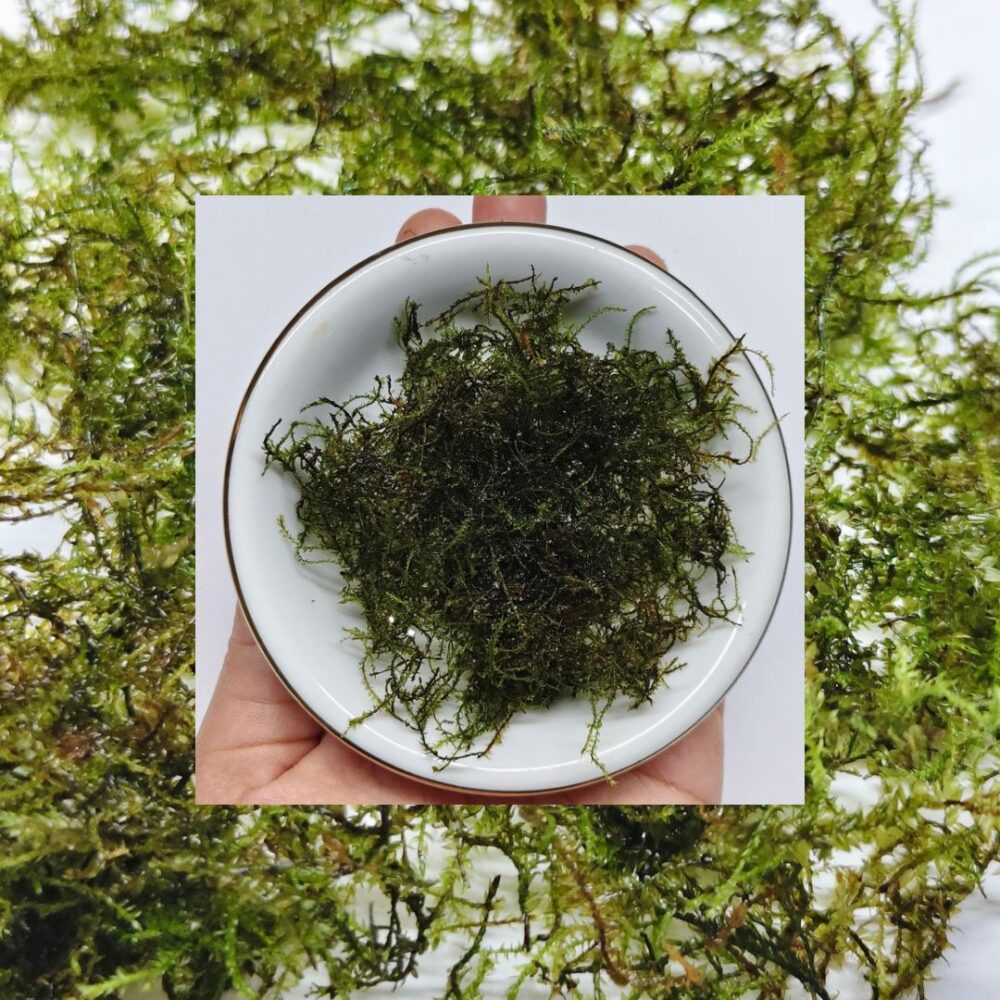 Java Mini Moss