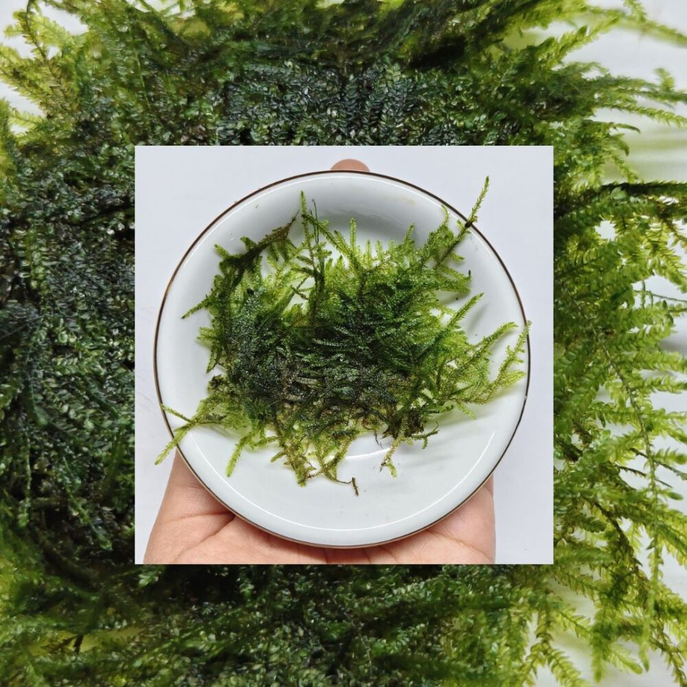 Moss Taiwan