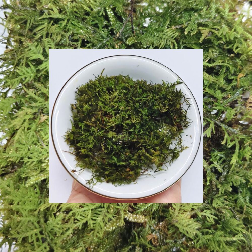 moss tamarisk