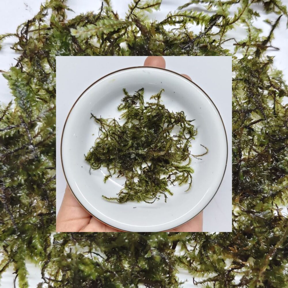 Close-up of Pancuraji Moss texture