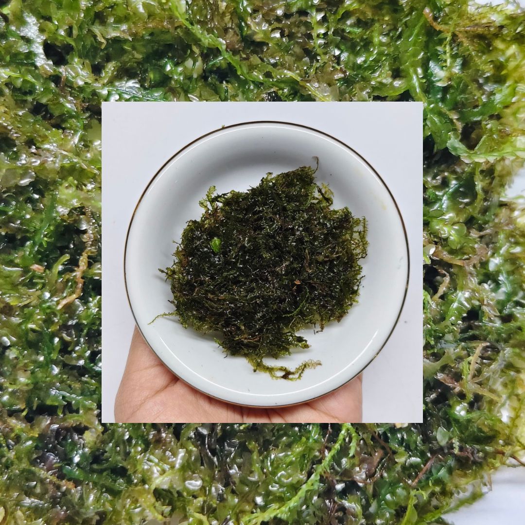 Buy Rose Moss for your aquarium – a unique aquatic moss with rose-like, spiraling leaves. Easy to care for, perfect for aquascaping. Shop now!