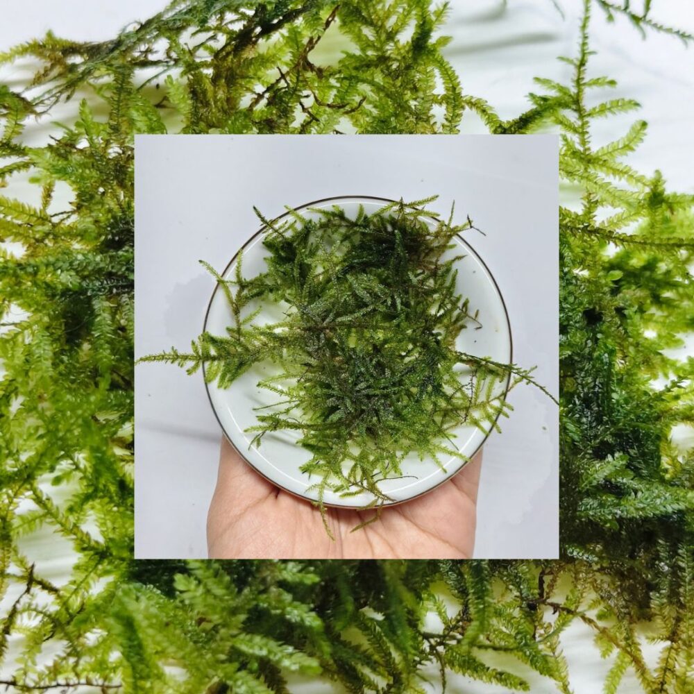 Close-up of Spiky Moss texture
