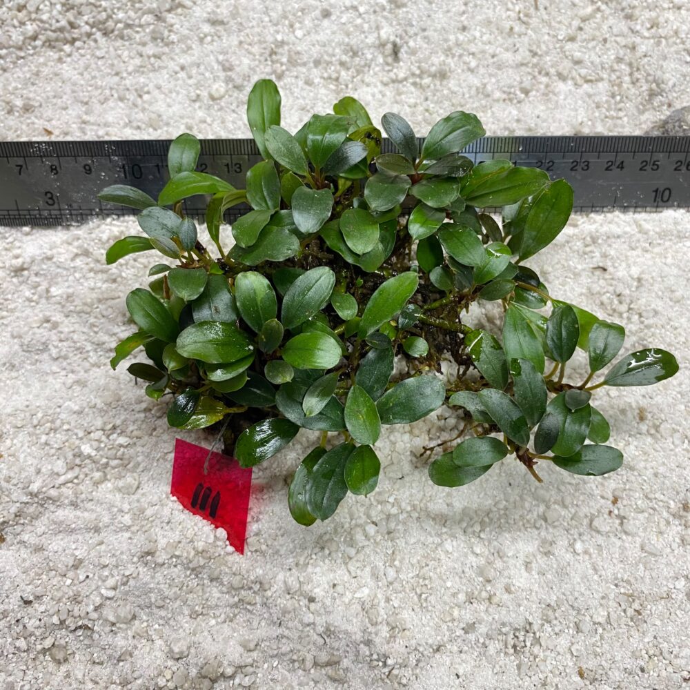 Apple Leaf 111