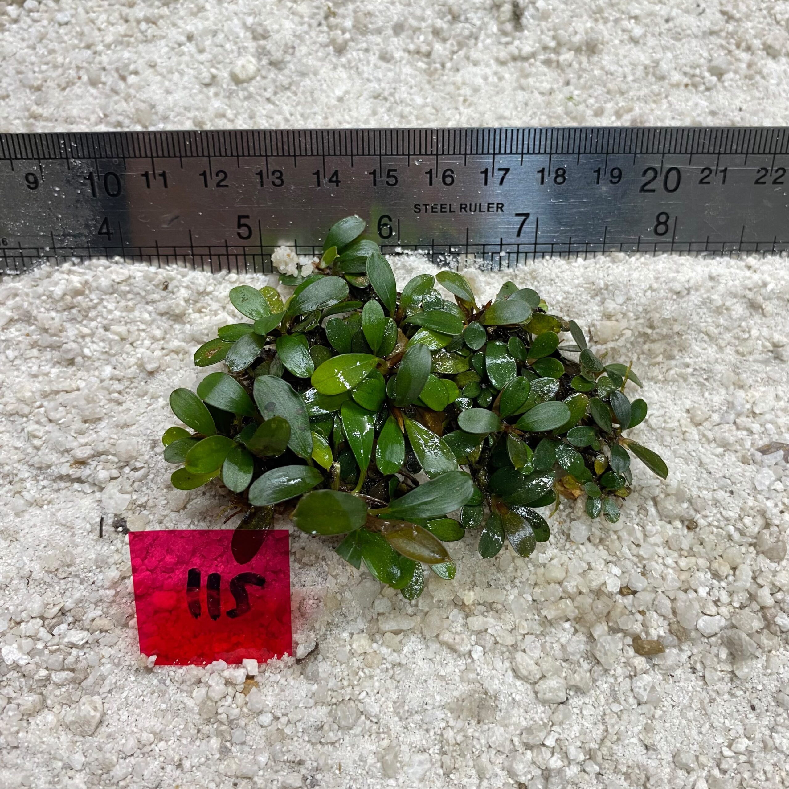 Mini Venus 115