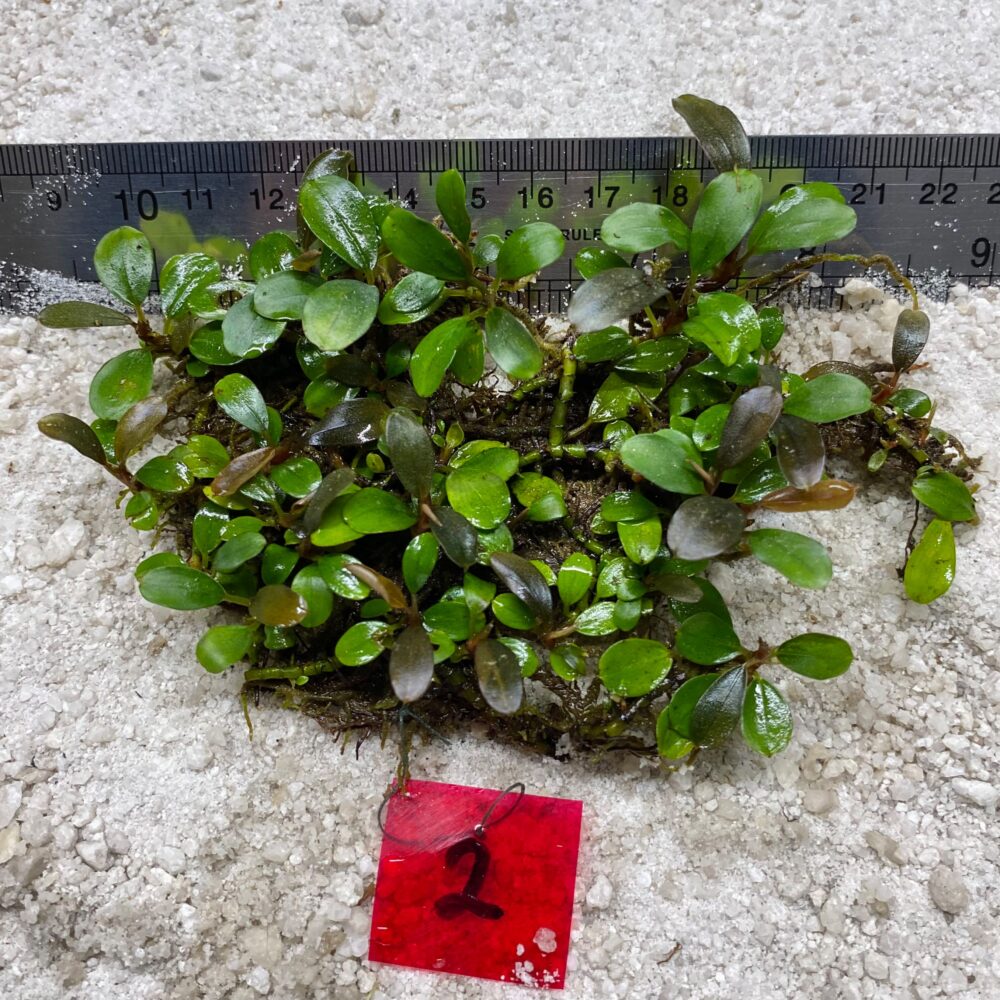 Bucephalandra Brownie Apple Leaf 2