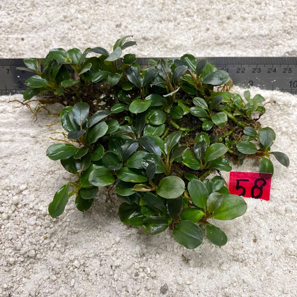 Bucephalandra Apple Leaf 58