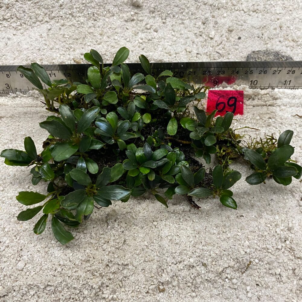 Bucephalandra Blue Apple Leaf 69