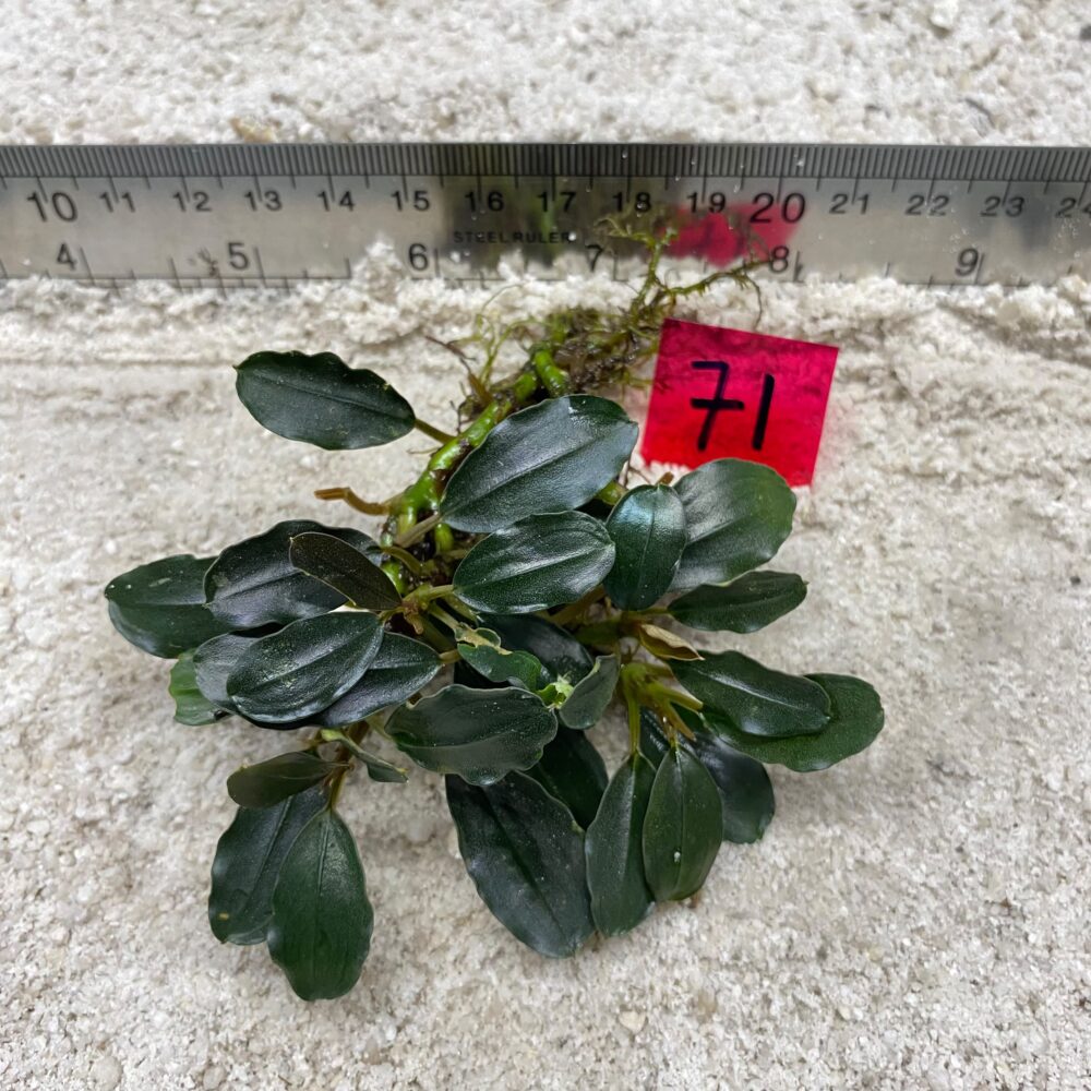 Bucephalandra Blue Azure 71