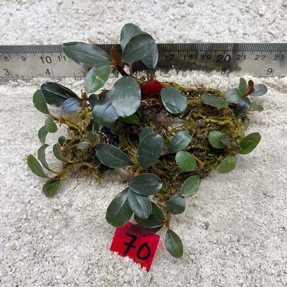 Bucephalandra Blue Venus 70