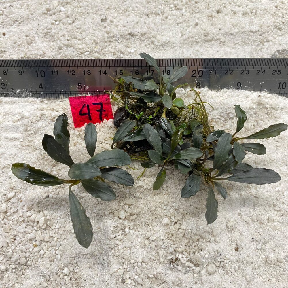 Bucephalandra Brown Wave 47