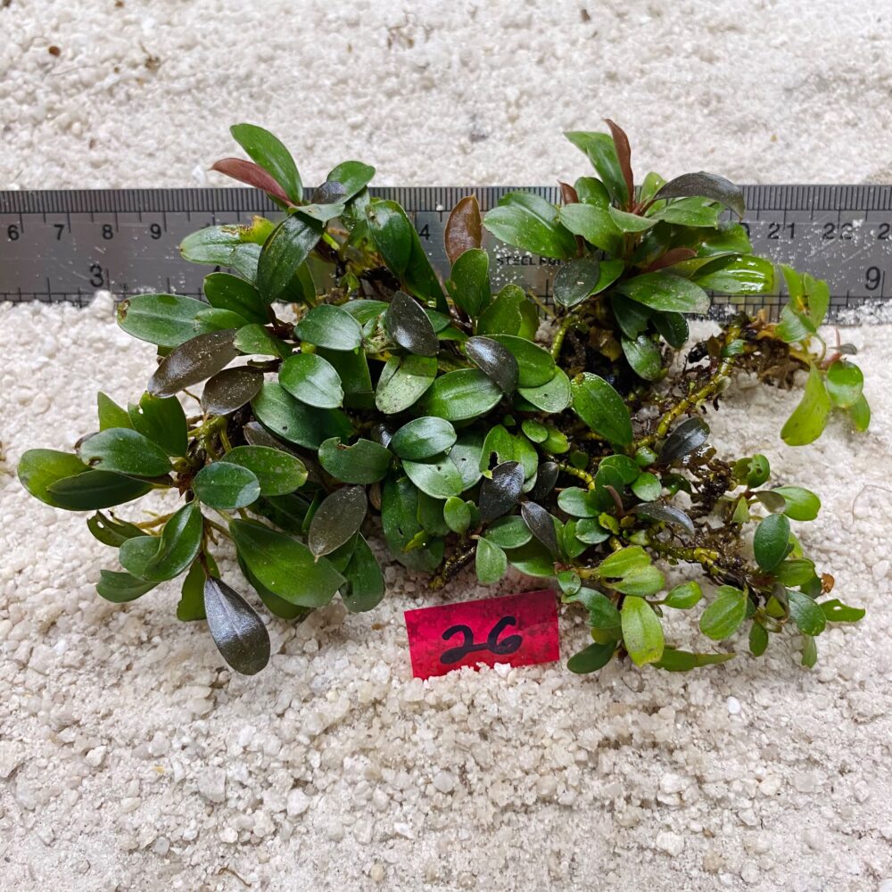 Bucephalandra Brownie 26