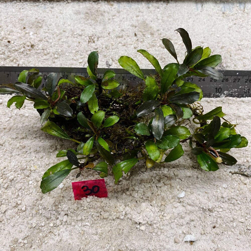 Bucephalandra Brownie 30