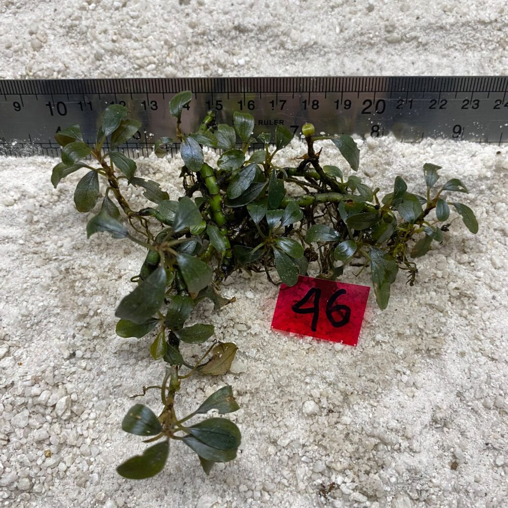 Bucephalandra Brownie 46
