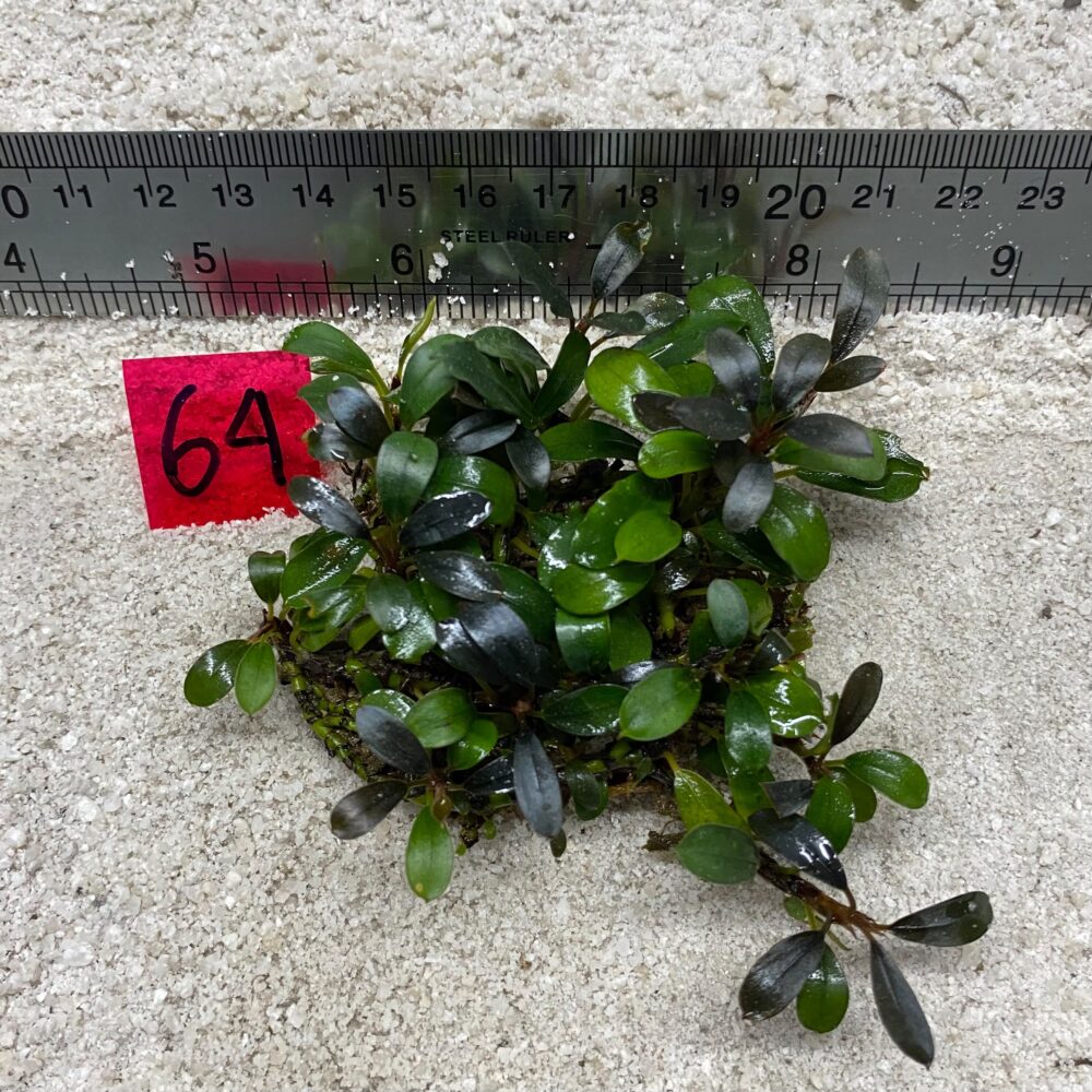 Bucephalandra Brownie Amanda 64