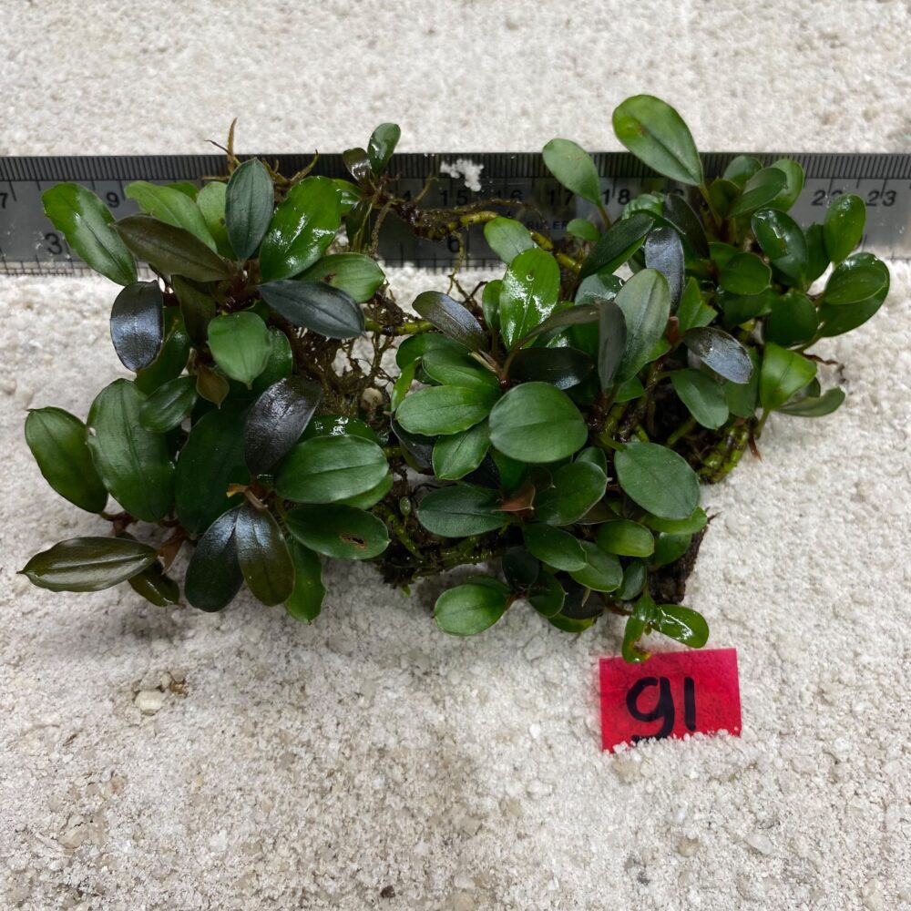 Bucephalandra Brownie Apple Leaf 91