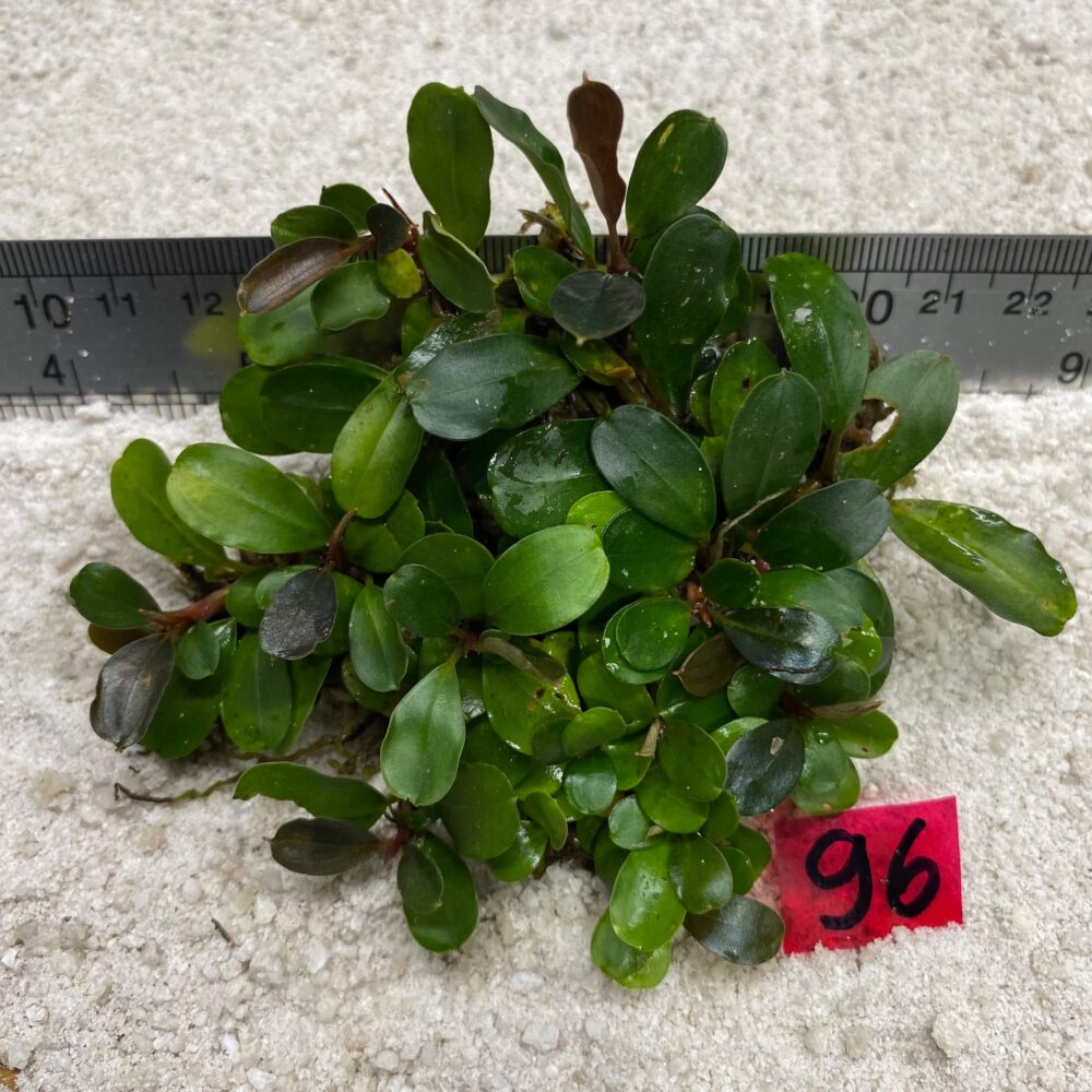 Bucephalndra Brownie Apple Leaf 96