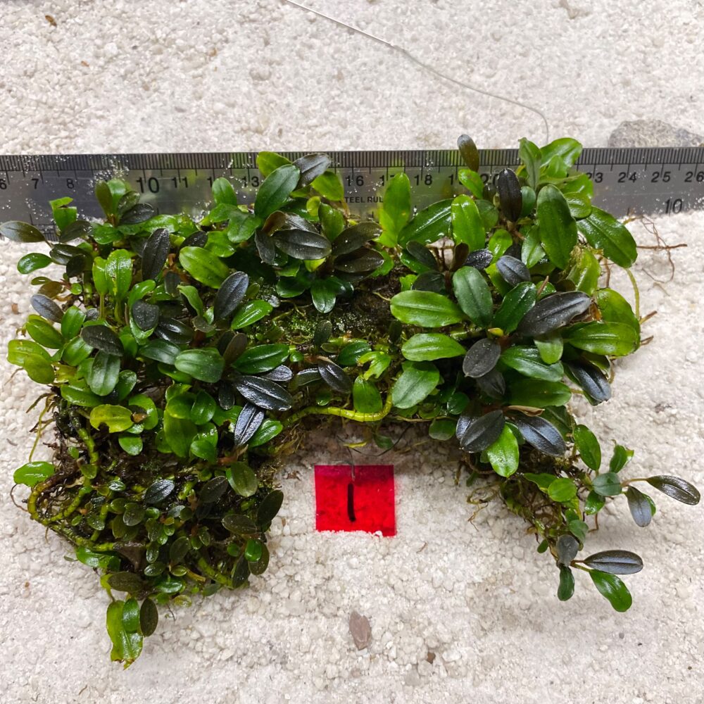 Bucephalandra Brownie Blue 1