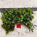 Bucephalandra Brownie Blue 1