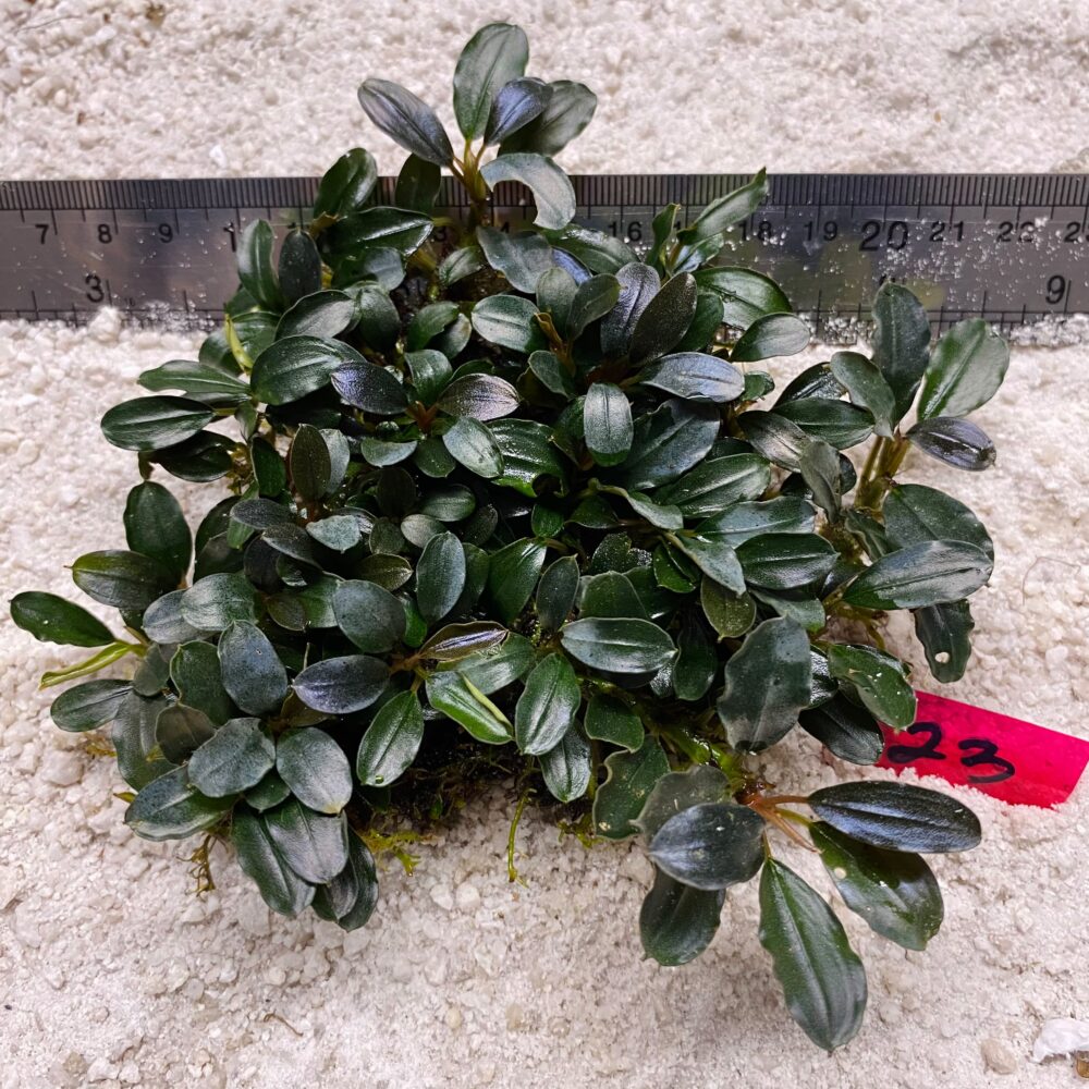 Bucephalandra Brownie Blue 23
