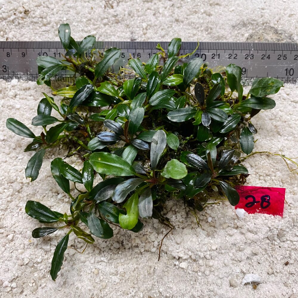 Bucephalandra Brownie Blue 28
