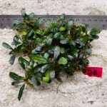 Bucephalandra Brownie Blue 28