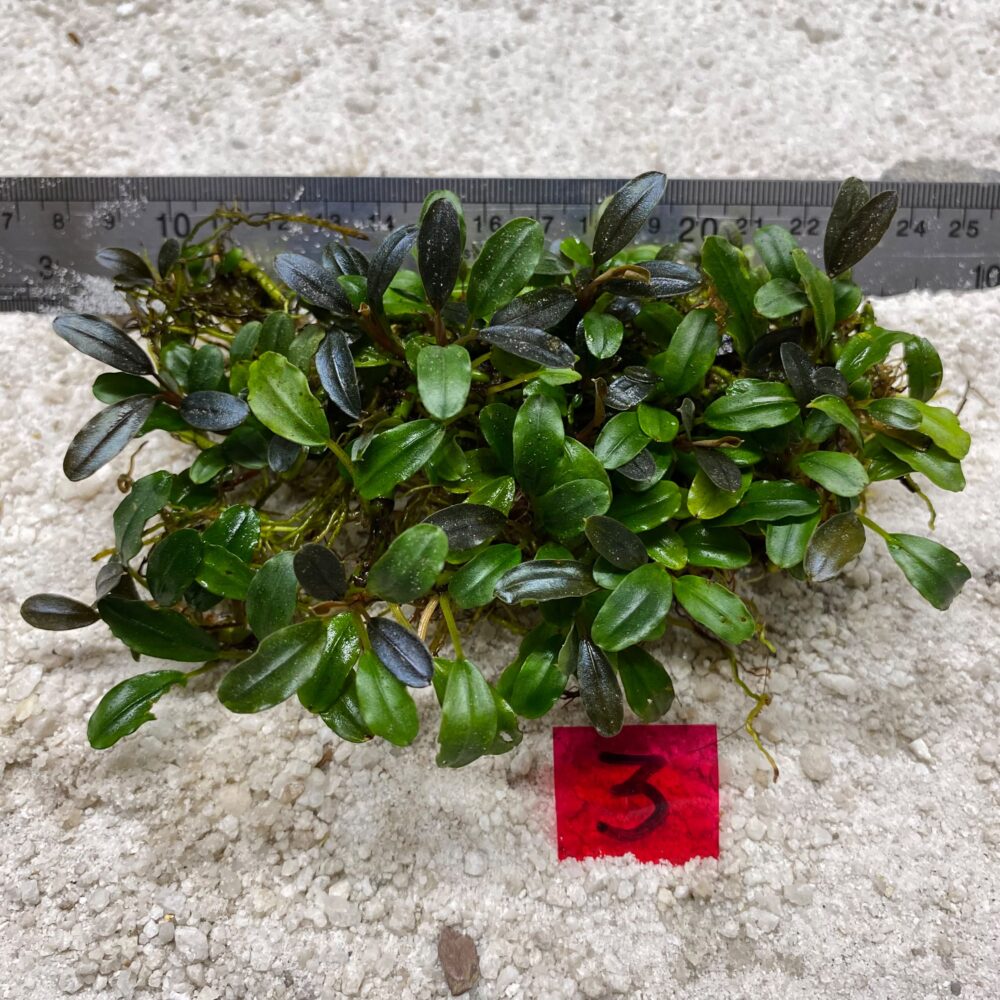 Bucephalandra Brownie Blue 3