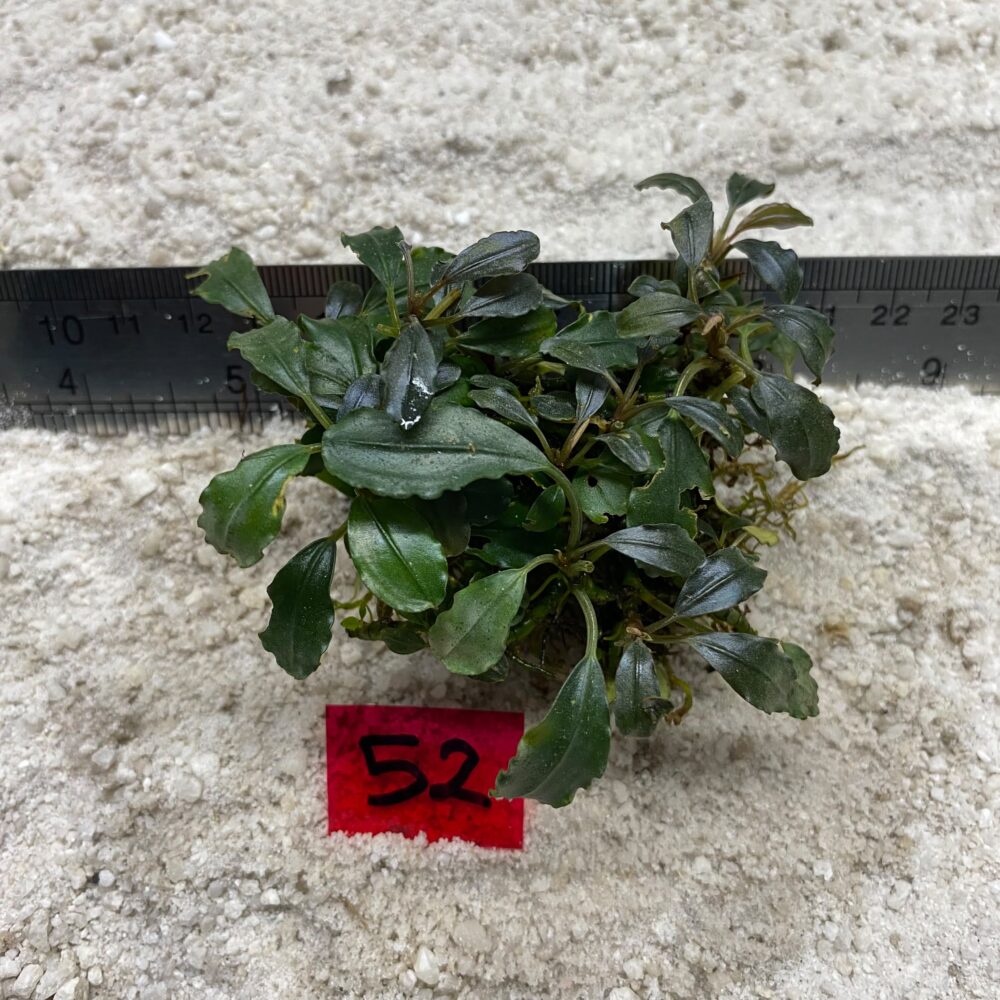 Bucephalandra Brownie Blue 52